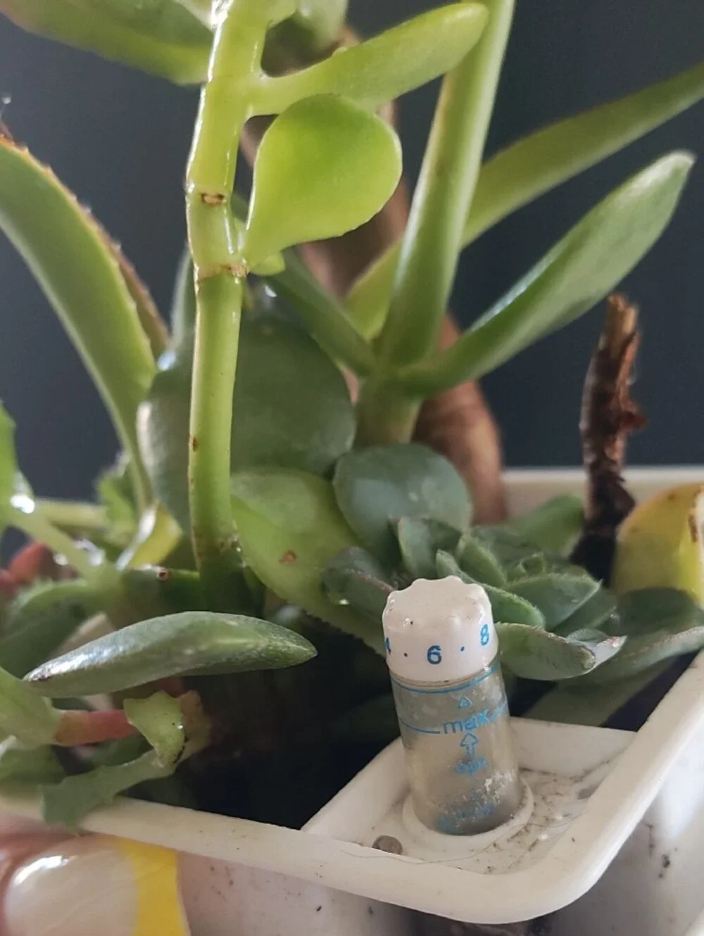 Succulent Variety With White Planter Pot